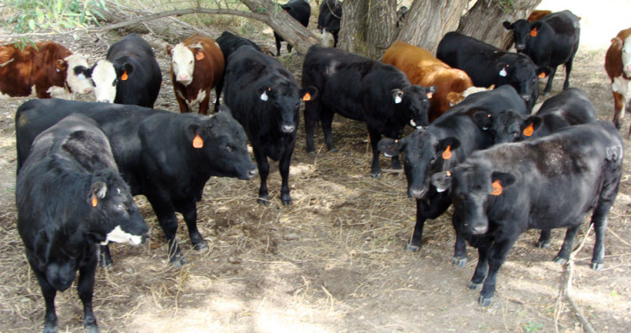 2011 Replacement Heifers with Bull