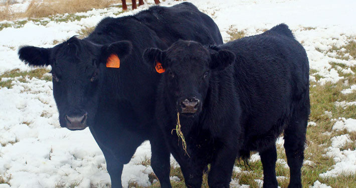 528-with-her-124-Bull-Calf