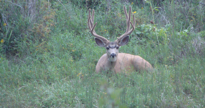 MULE DEER