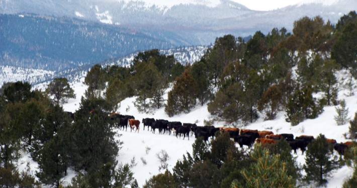 Moving to a New Meadow