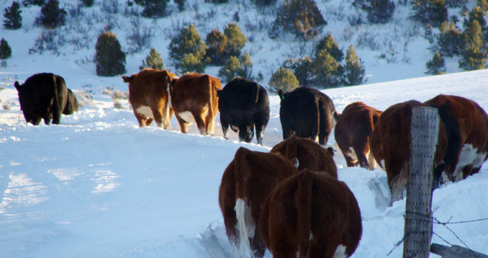 Ranch Meadows in December